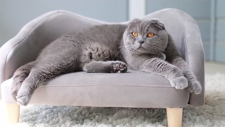 A delightful gray cat is lounging comfortably on a beautifully elegant miniature couch, perfectly relaxed.