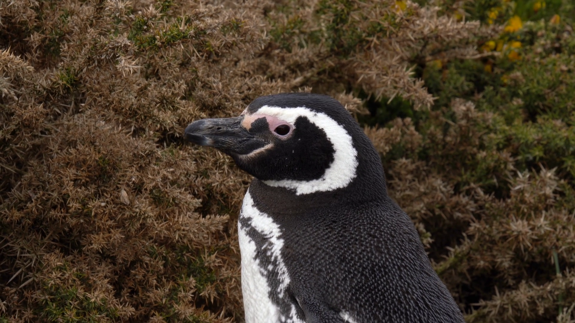 Penguin Closeup In Natural Habitat Falkland Stock Footage SBV-351865556 ...