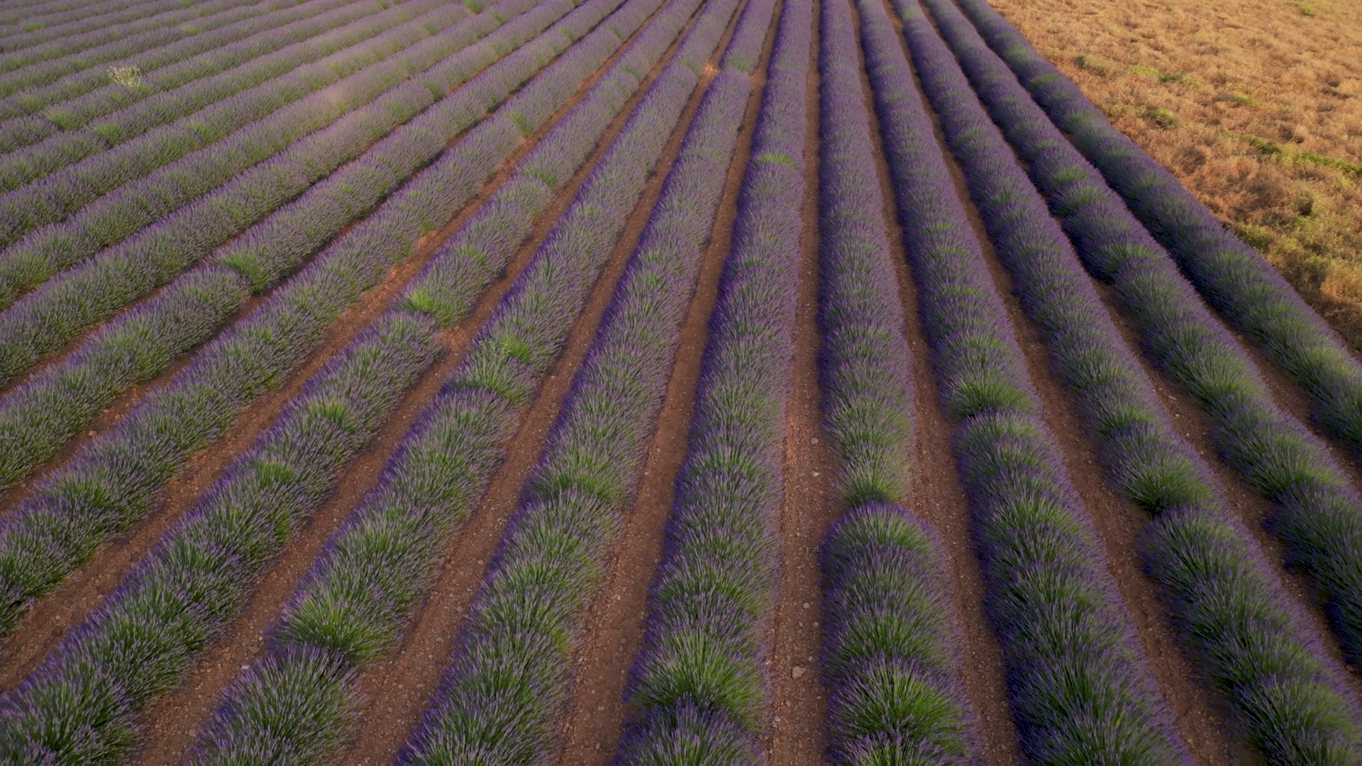 Lavender Field Aerial Drone In Summer Rows Stock Footage SBV-352856177 ...