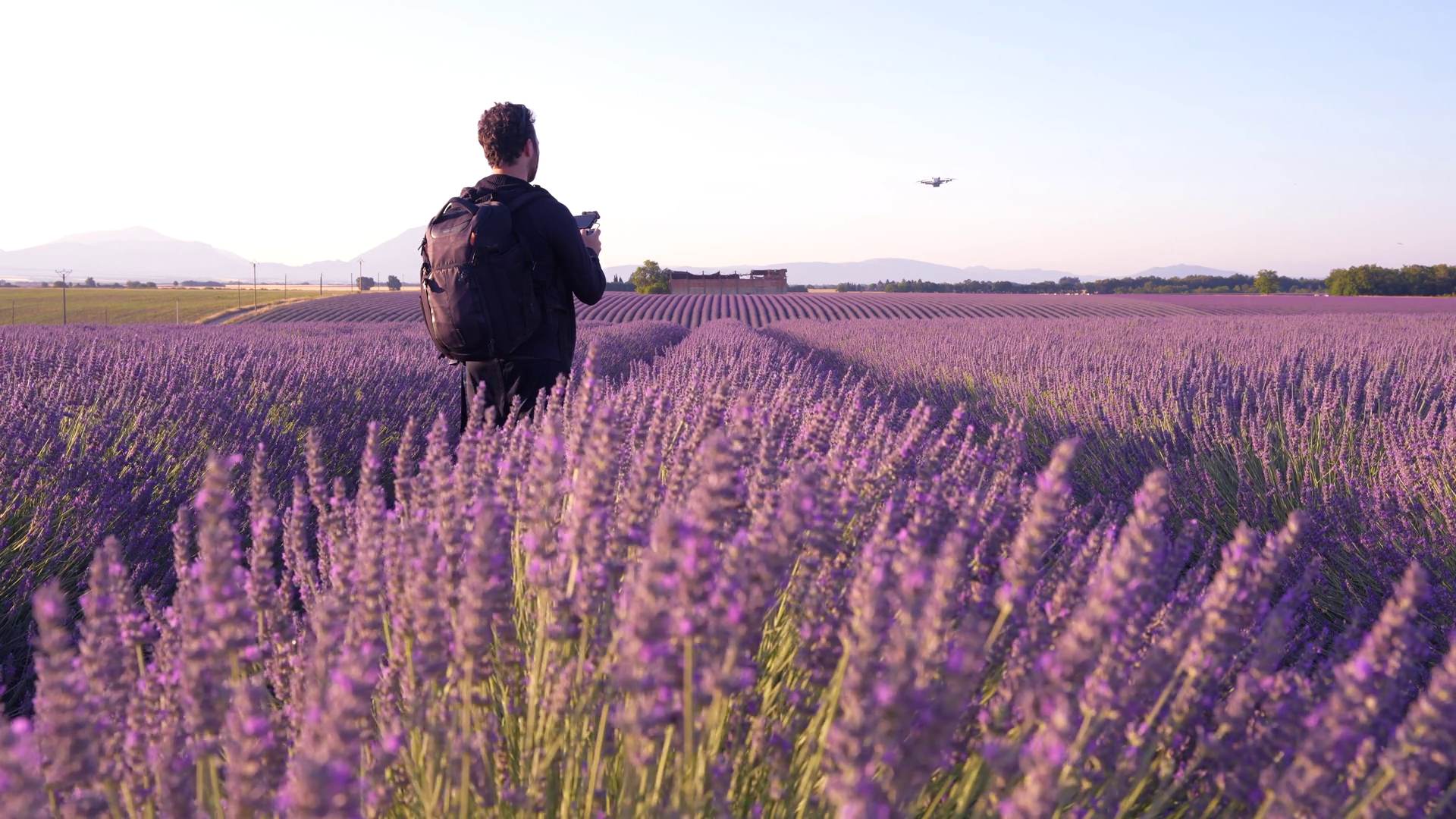 Man Flies Drone In Lavender Fields In Stock Footage SBV-352855648 ...