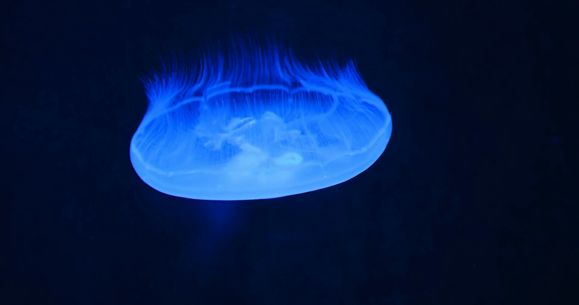 Moon jellyfish, medusa, saucer jelly floating in the dark aquarium