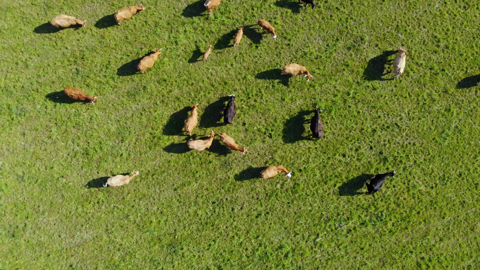 Herd Cows On Summer Pasture Aerial View Of Stock Footage SBV-352835628 ...