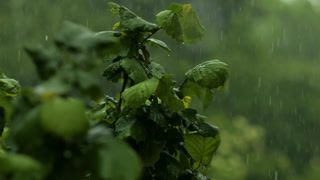 Slow Motion Rain Drops Dripping From Green Leaves Hazel Tree of Tree During Rain. Raindrops of Transparent on Green Leaf. Rain Falling on Green Plant Leaf. Calm Relaxing Meditation Peaceful Background