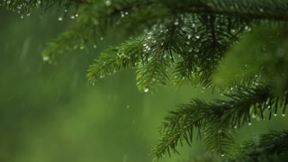 Slow Motion Rain Drops on Pine Leaf. Heavy Rain Falling Fir Tree Branch. Water Droplets on Green Pine Branch. Raining Shower in Dense Forest, Close-up of Rainfall. Raining day in Coniferous Forest.