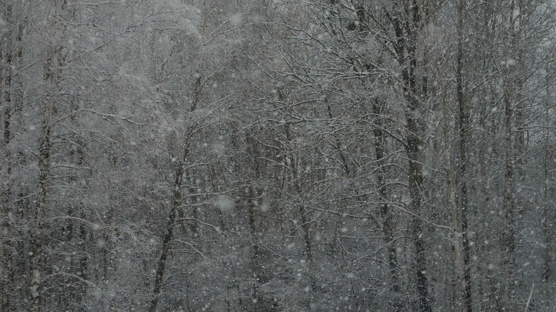 Calm Falling Snow Flakes Winter Beautiful Stock Footage SBV-352828022 ...