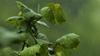 Slow Motion Rain Drops Dripping From Green Leaves Hazel Tree of Tree During Rain. Raindrops of Transparent on Green Leaf. Rain Falling on Green Plant Leaf. Calm Relaxing Meditation Peaceful Background