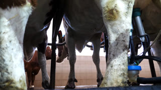 Close up to process of milking cows by automatic industrial system on modern farm. Robotic technology for dairy production factory. Concept of agriculture business and livestock husbandry. Slow motion