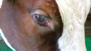 Close up to eye of cute brown cow at dairy farm. Sight of beautiful kine at milk factory. Profile of a friendly mammal animal at cowshed. Concept of agriculture industry and livestock husbandry