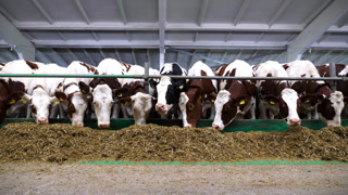 Row of cattle chewing fodder at milk factory. Curious cows look into camera eating hay on modern dairy farm. Herd of kines feeding be silage at cowshed. Agriculture industry and animal husbandry