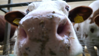 Curious friendly animal looks into camera sniffing it with a big wet nose at cowhouse. Cute milk cow showing curiosity at dairy farm. Concept of agribusiness in livestock husbandry. Close up