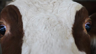 Close up to eyes of cute cow looking into camera at milk factory. Sight of curious friendly mammal animal at dairy farm. Portrait of funny kine at cowshed. Agribusiness in livestock husbandry concept