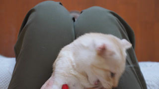 Cute red cat lying on legs of woman and biting her fingers. Little curious ginger kitten playing with her owner indoor. Female hands stroking her domestic animal. Care and love for pets concept. POV