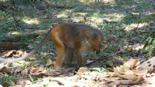 Monkey eating fresh fruit in the tropical park. Vertet in Sri Lanka. Close up.
