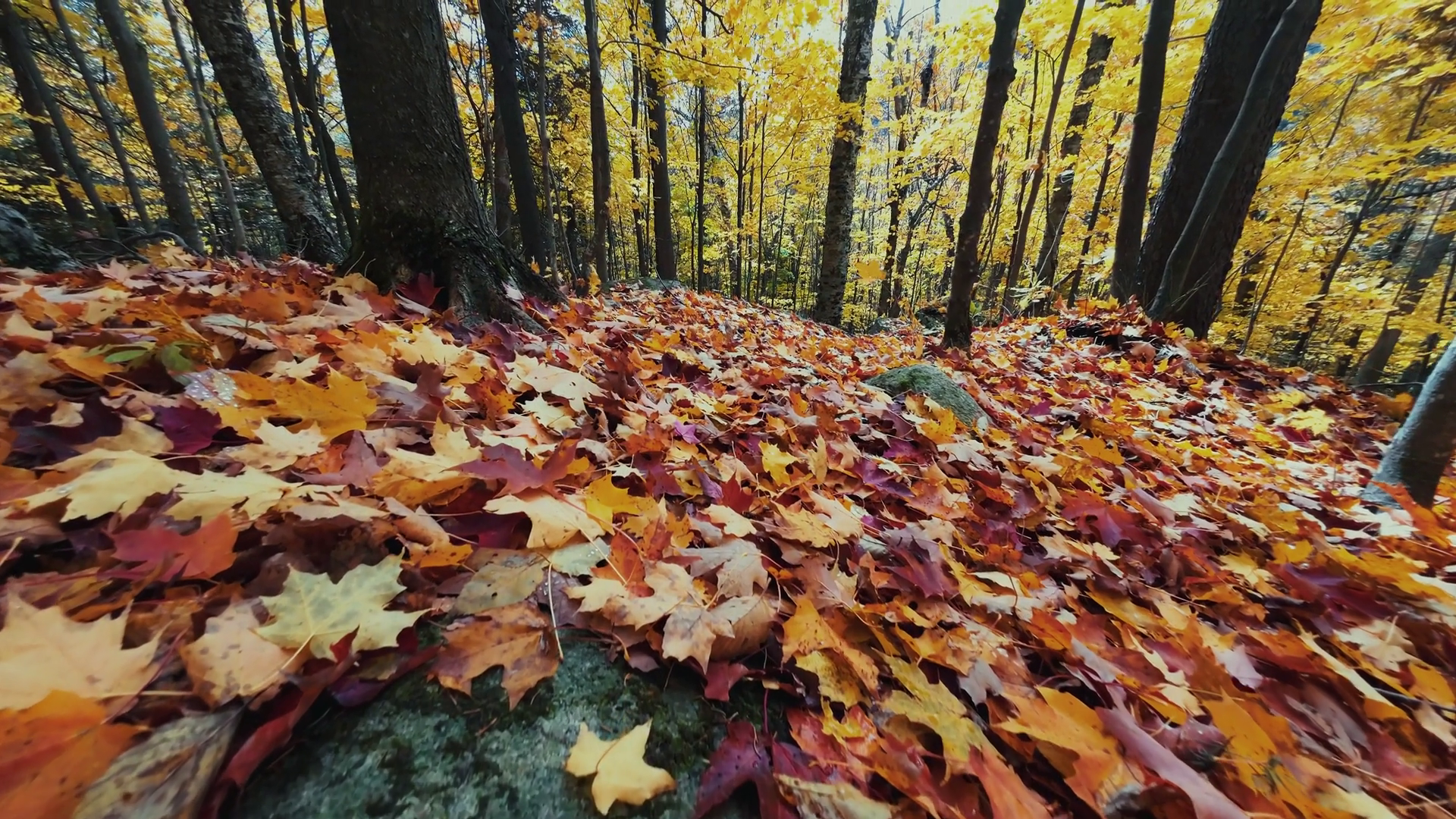 Beautiful Autumn Foliage With Stunning Stock Footage SBV-352769447 ...
