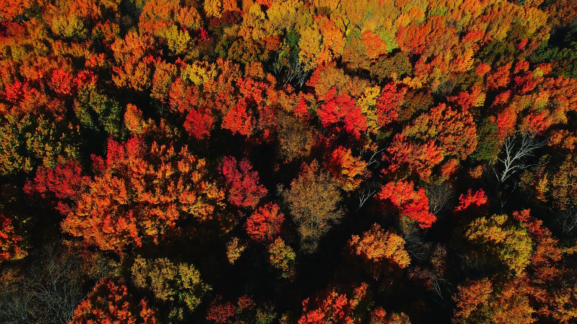 Aerial View Of Colorful Trees In Forest From Stock Footage SBV ...