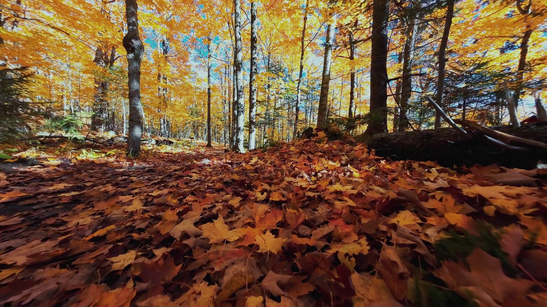 Beautiful Autumn Foliage With Stunning Stock Footage SBV-352437143 ...