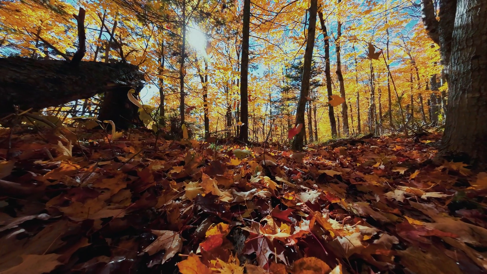 Beautiful Autumn Foliage With Stunning Stock Footage SBV-352468798 ...