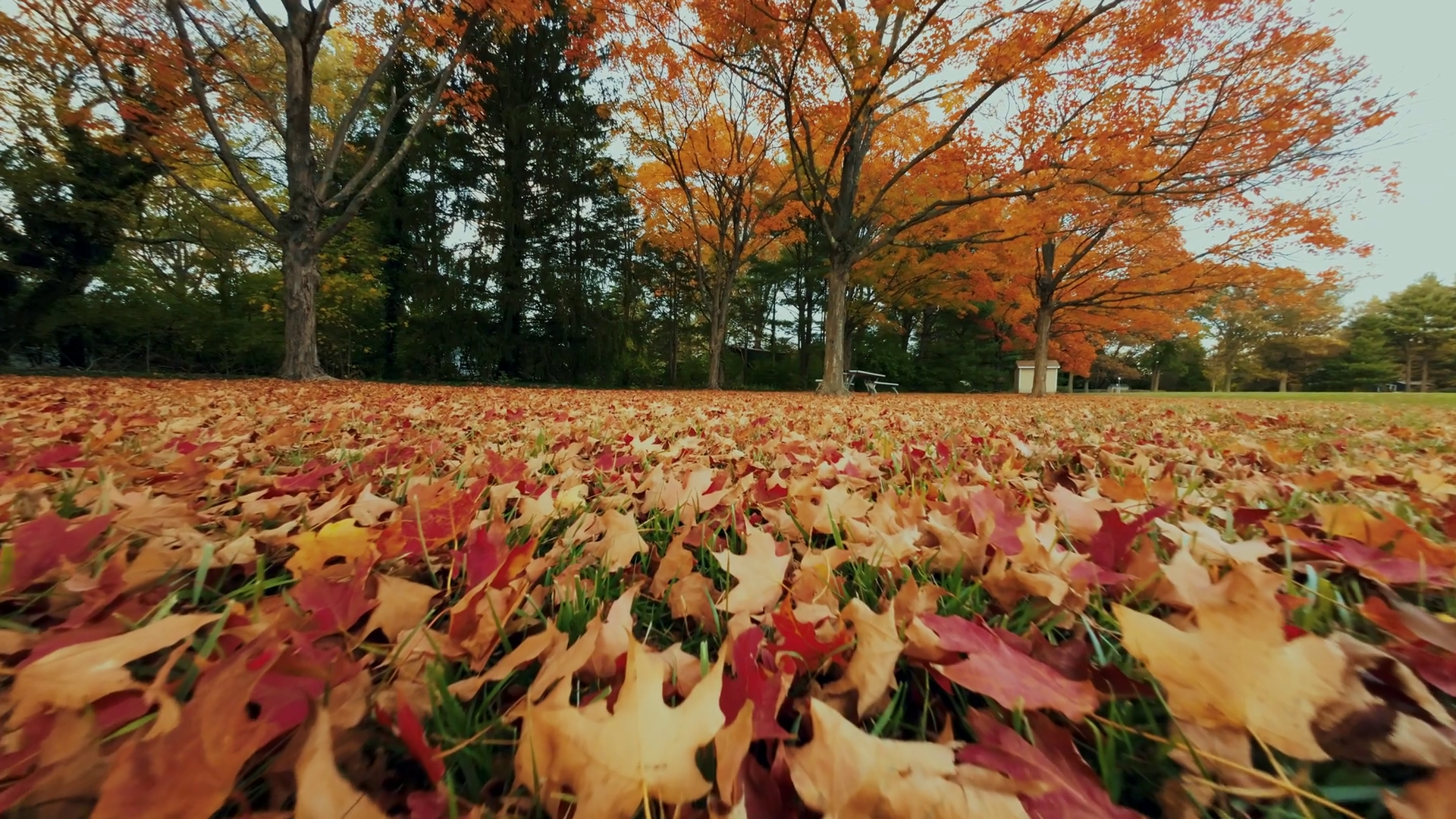 Beautiful Autumn Foliage With Stunning Stock Footage SBV-352561911 ...