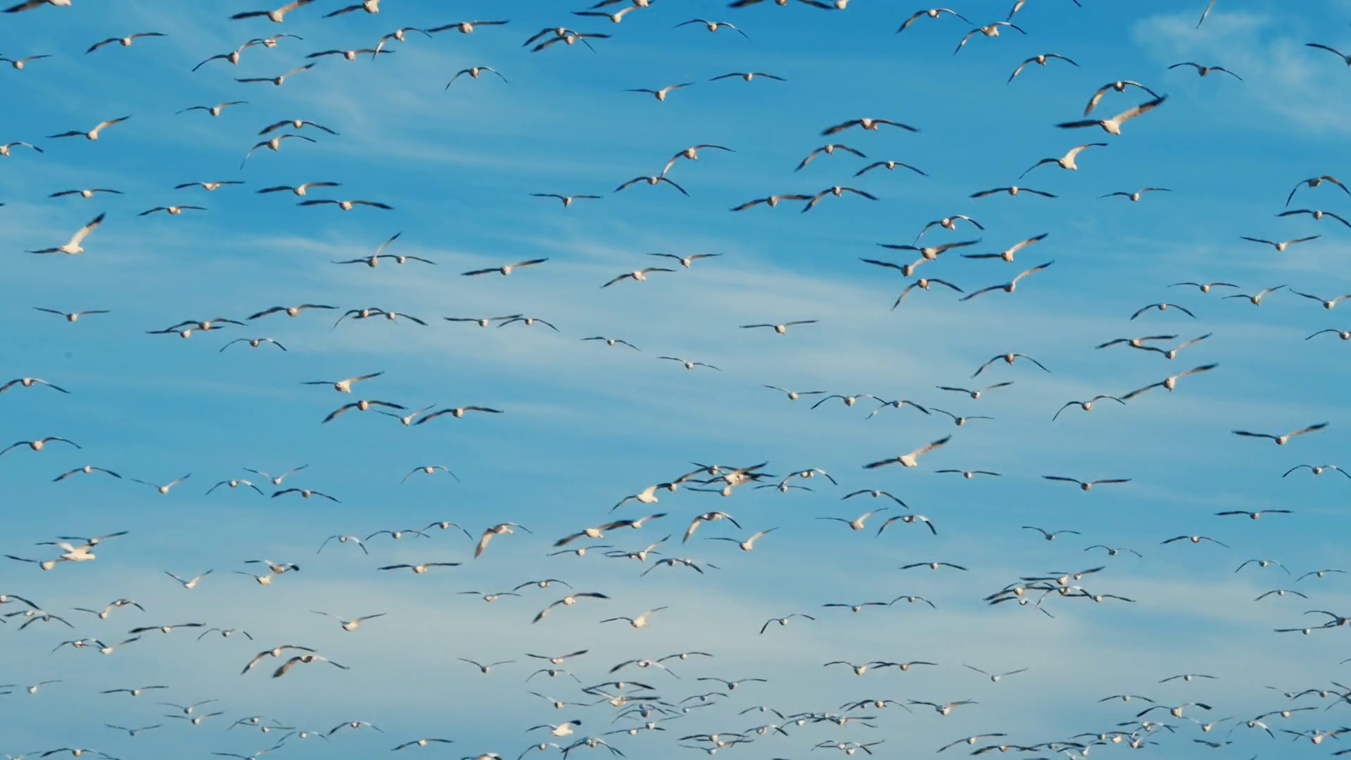 Bird Migration Videos: Stunning Journeys Captured in Flight