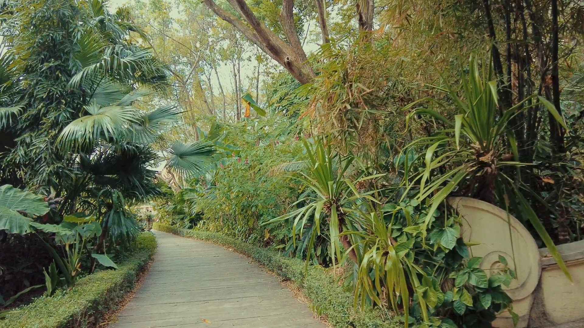 Tropical Plants In Manting Park Of Stock Footage SBV-352807045 ...