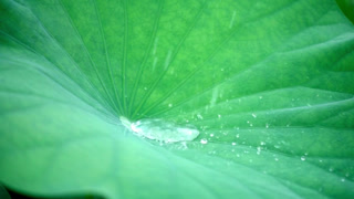 Raindrops falling on a large green lotus leaf during a summer storm in a peaceful pond creating ripples in the water