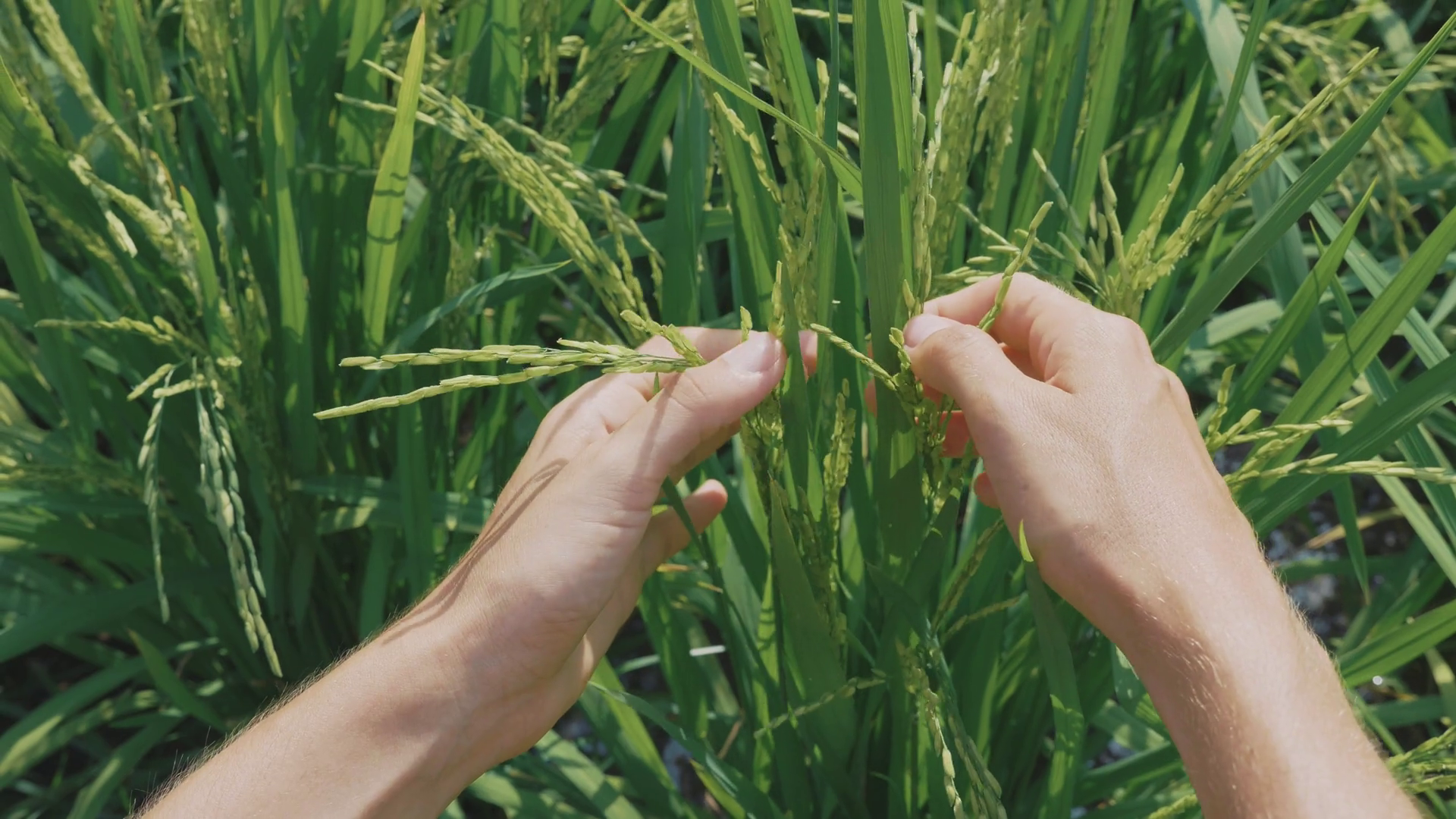 Close-up Of Female Hand Is Checking Growing Stock Footage SBV-323126059 ...