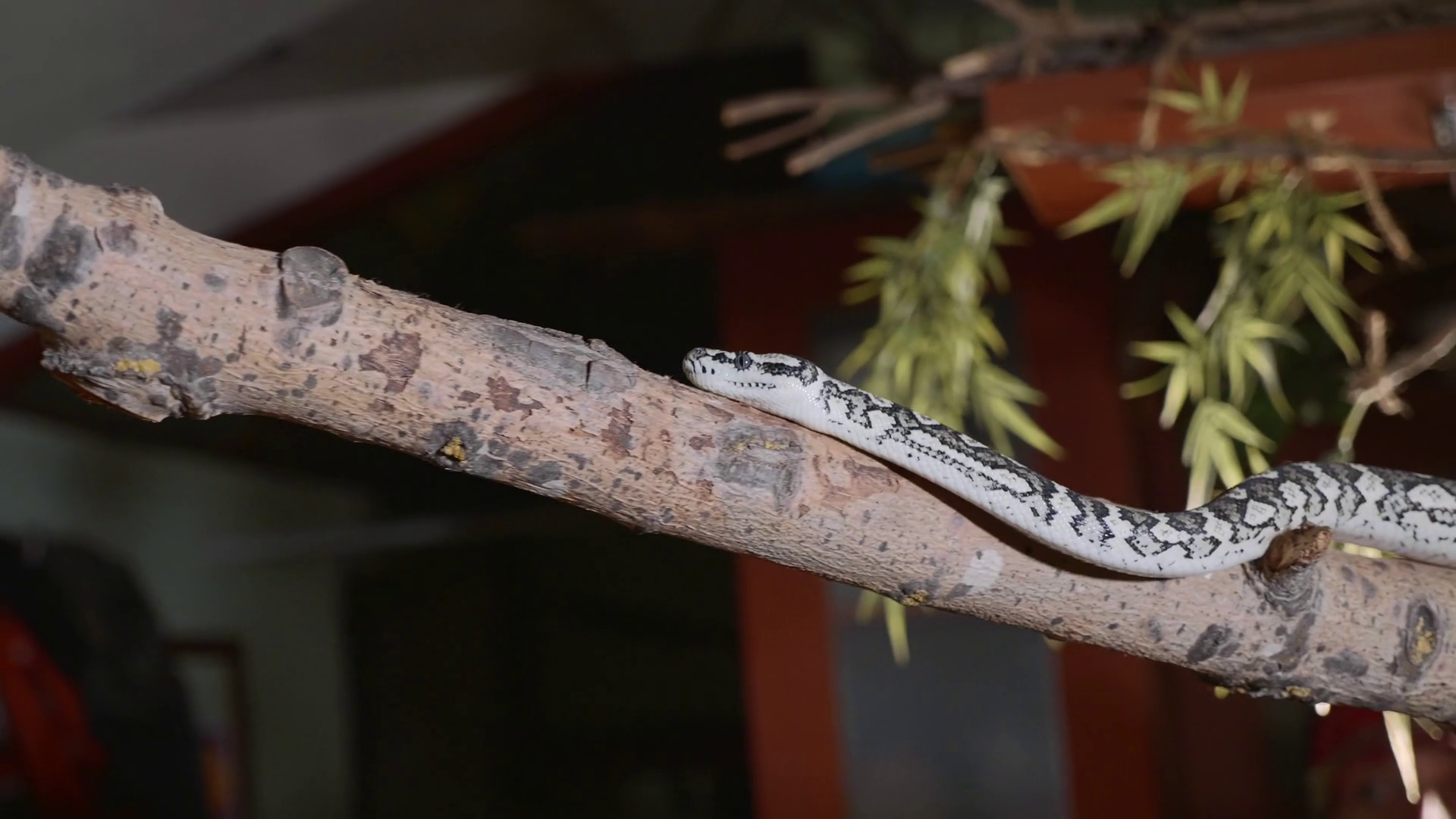 Snake Crawls Along Branch At Home Reptiles Stock Footage SBV326942097