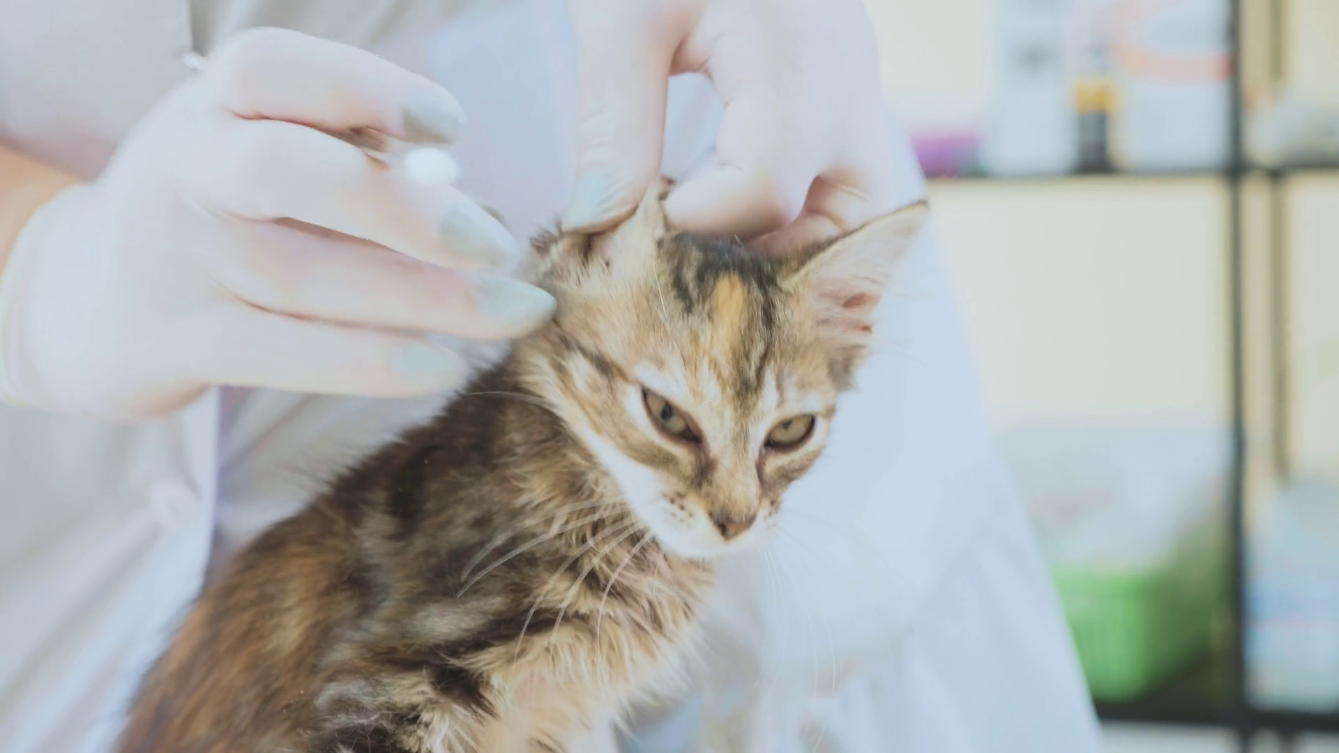 The Veterinarian Is Cleaning Ears Of Little Stock Footage SBV326079045