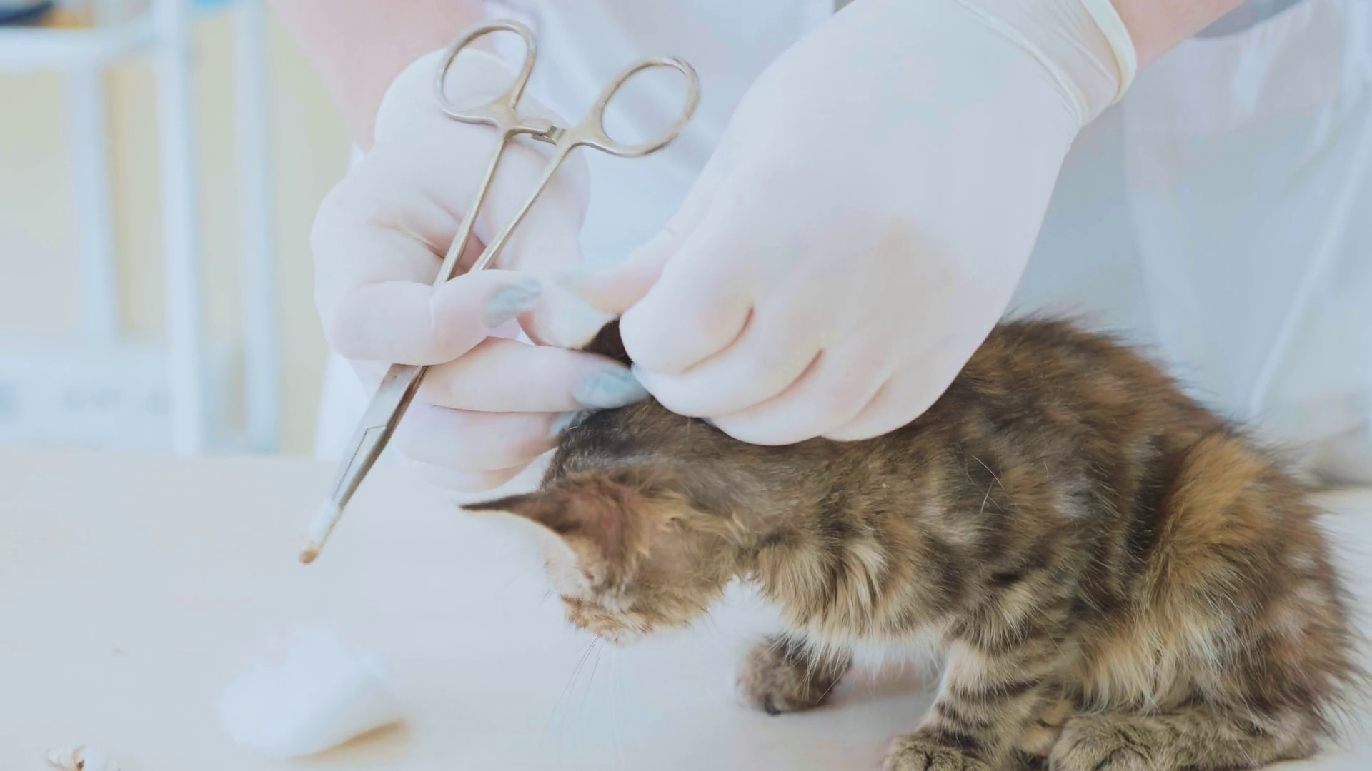 The Veterinarian Is Cleaning Ears Of Little Stock Footage SBV326079097