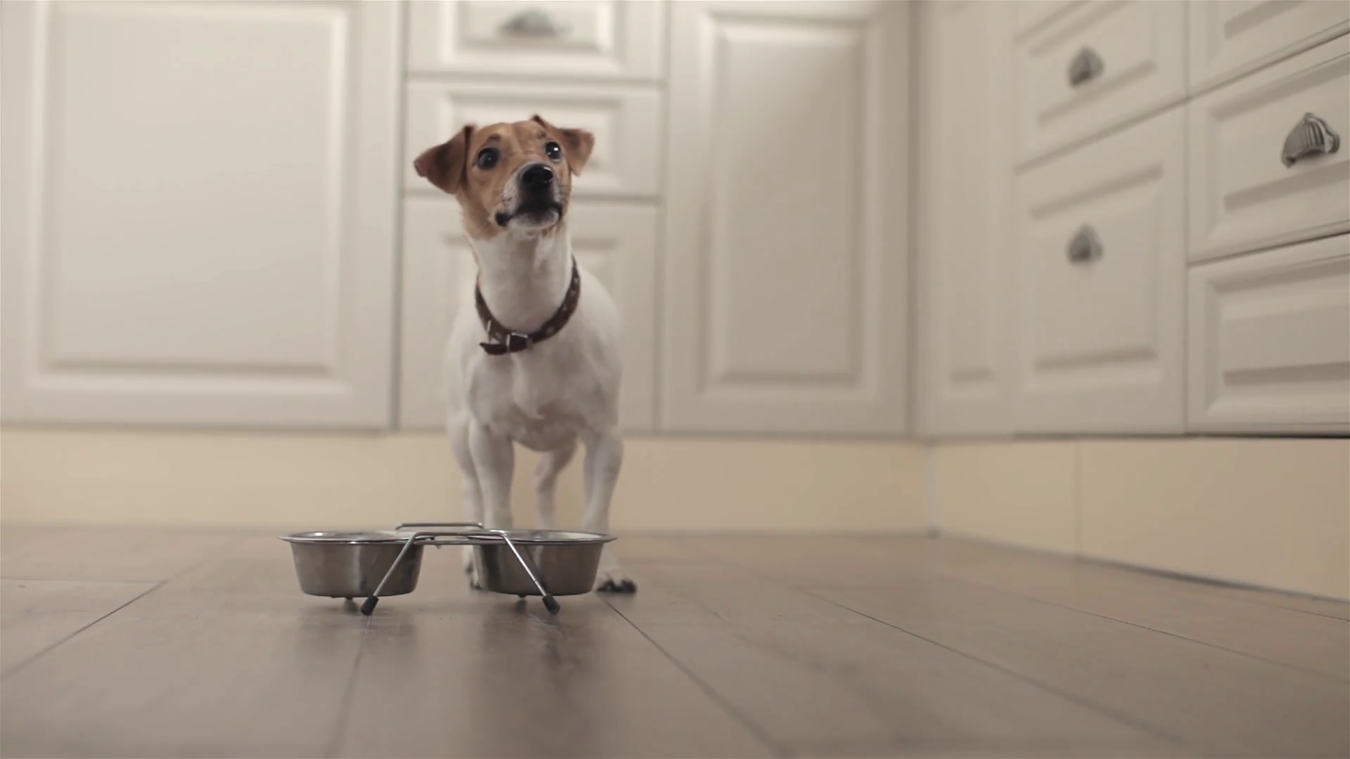 Dog Jack Russell Eats From a Bowl in the Kitchen Stock Video Footage 0031 SBV313451278