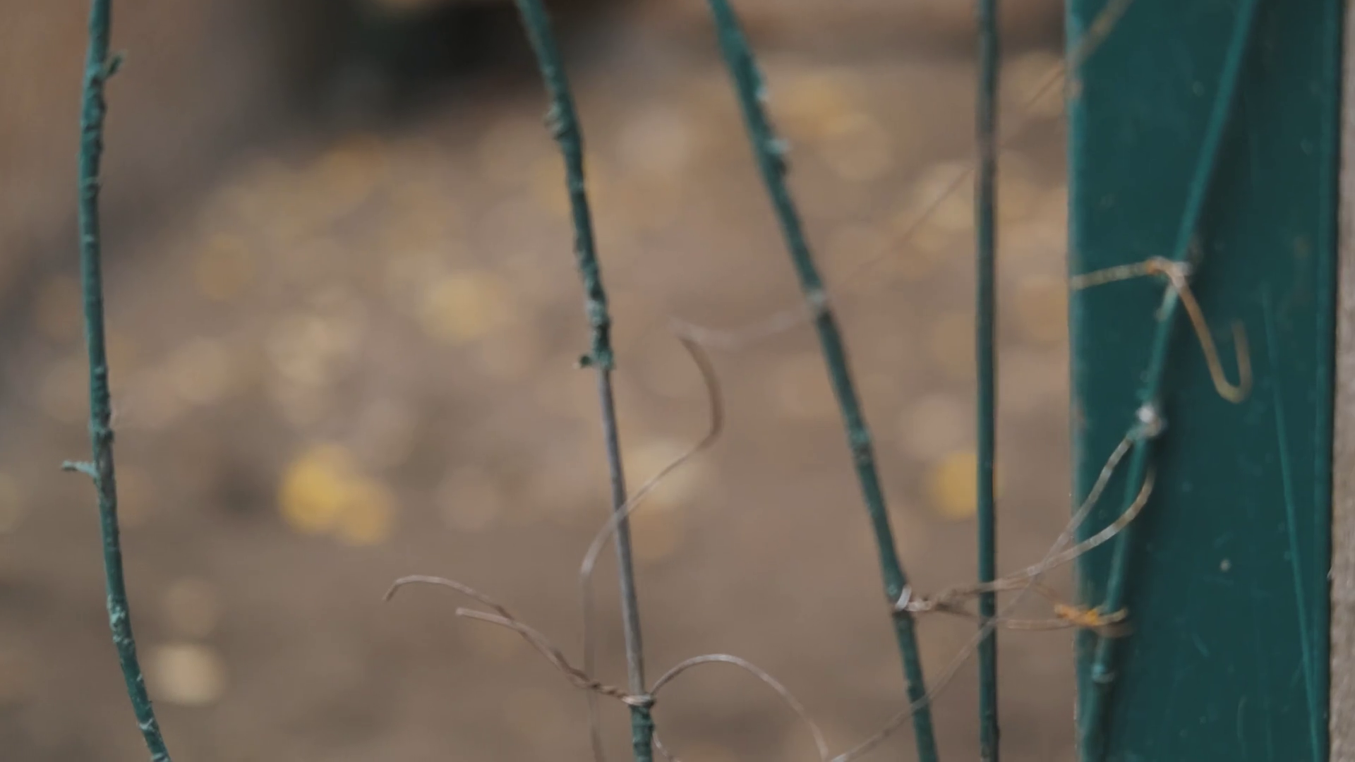 Dog Sticks Head Through Fence Gets Stuck Stock Footage SBV347574484