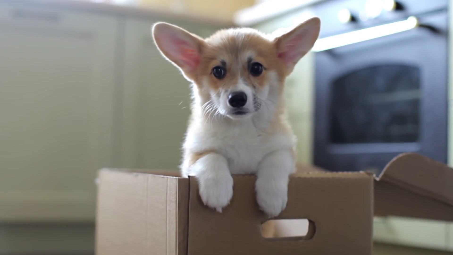 Welsh Puppy Sits In Cardboard Box Gift Stock Footage SBV316938560 Storyblocks