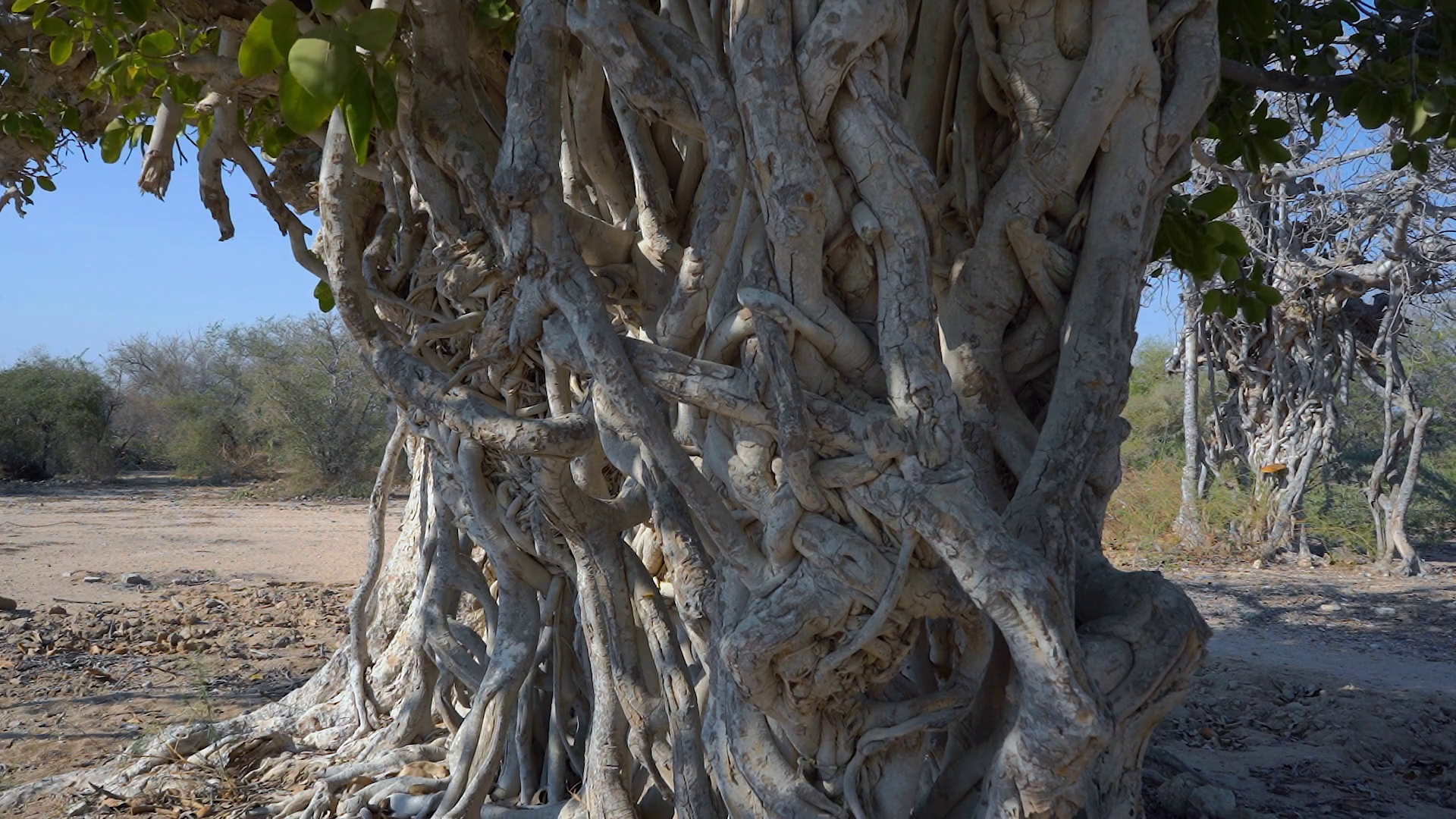 Ancient Lur Trees At Kish Island Iran Lur Is Stock Footage SBV ...