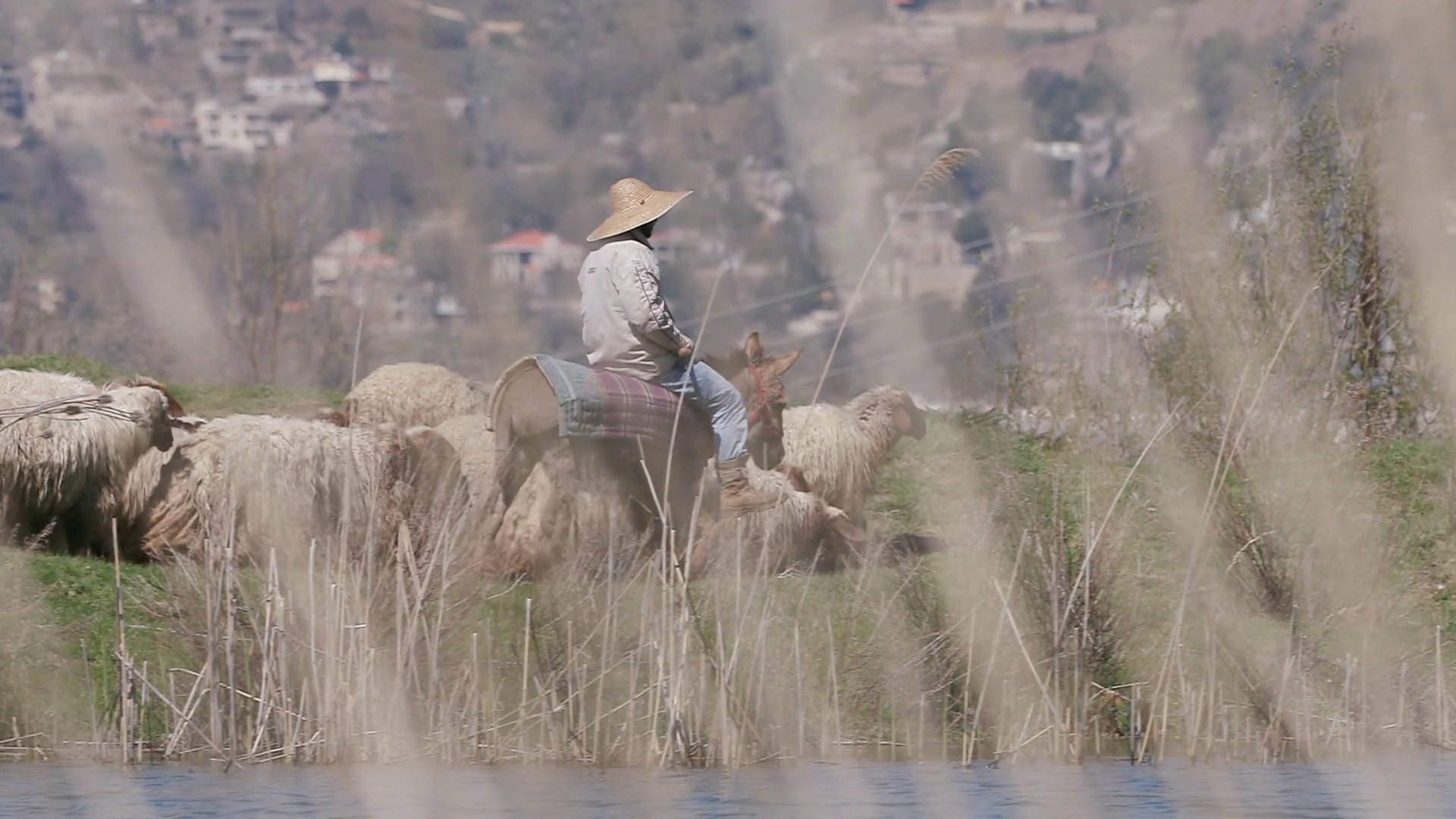 Shepherd Watches Herd Of Sheep At In Mount Stock Footage SBV-351812522 ...