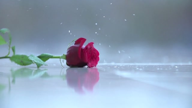 Falling Rose Stock Footage: Royalty-Free Video Clips - Storyblocks