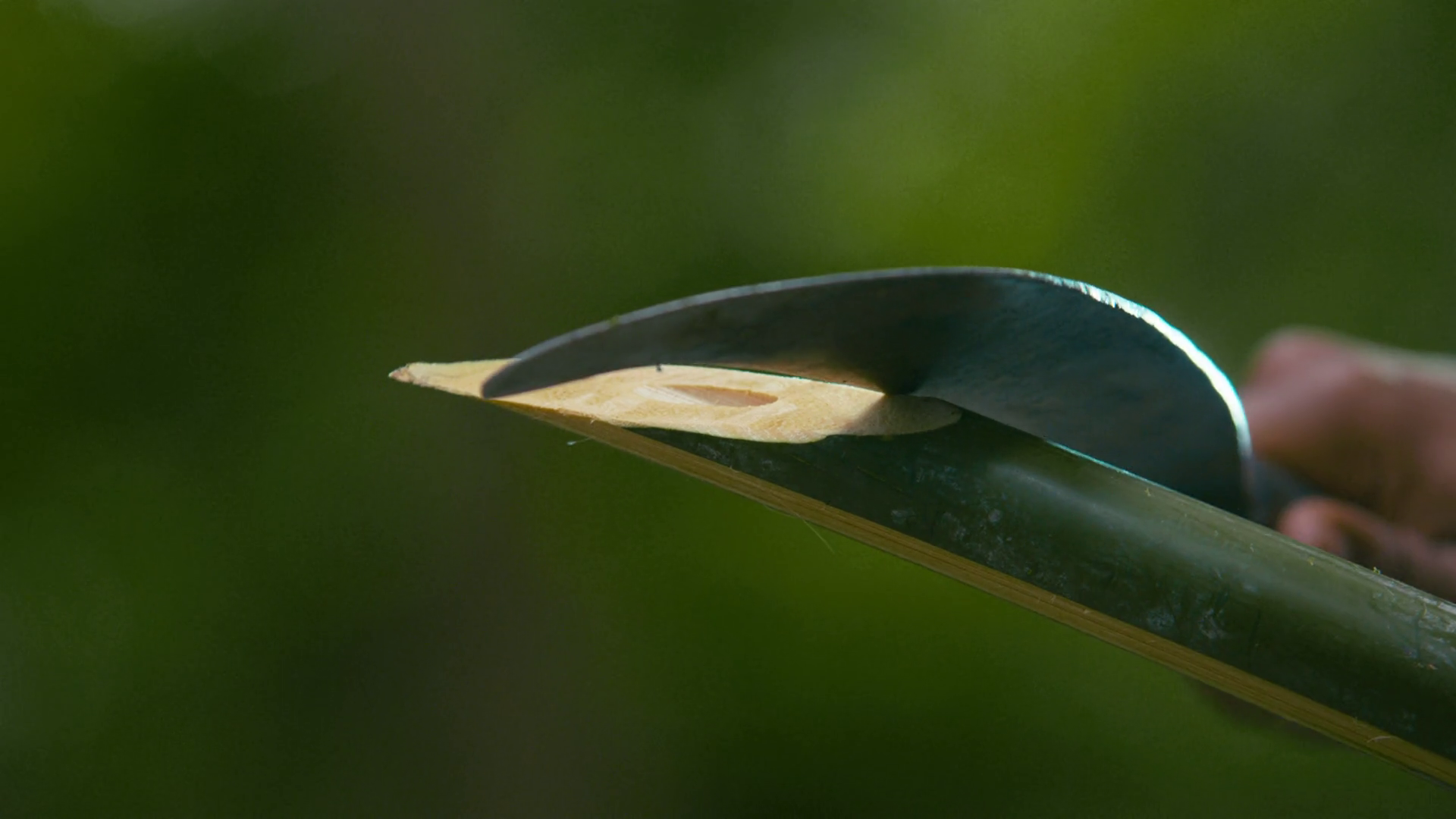 The Man Cut Down Bamboo Trees Chopping Knife Stock Footage SBV