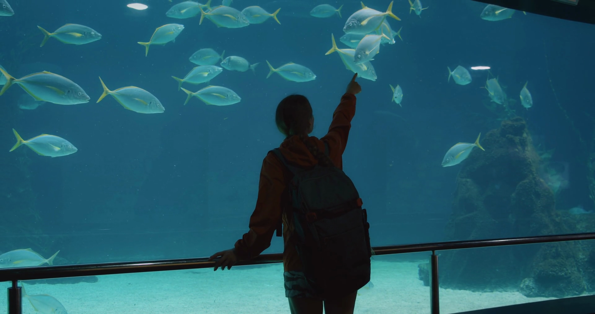 A Person Watching Fish Swimming In Large Stock Footage SBV-351668779 ...
