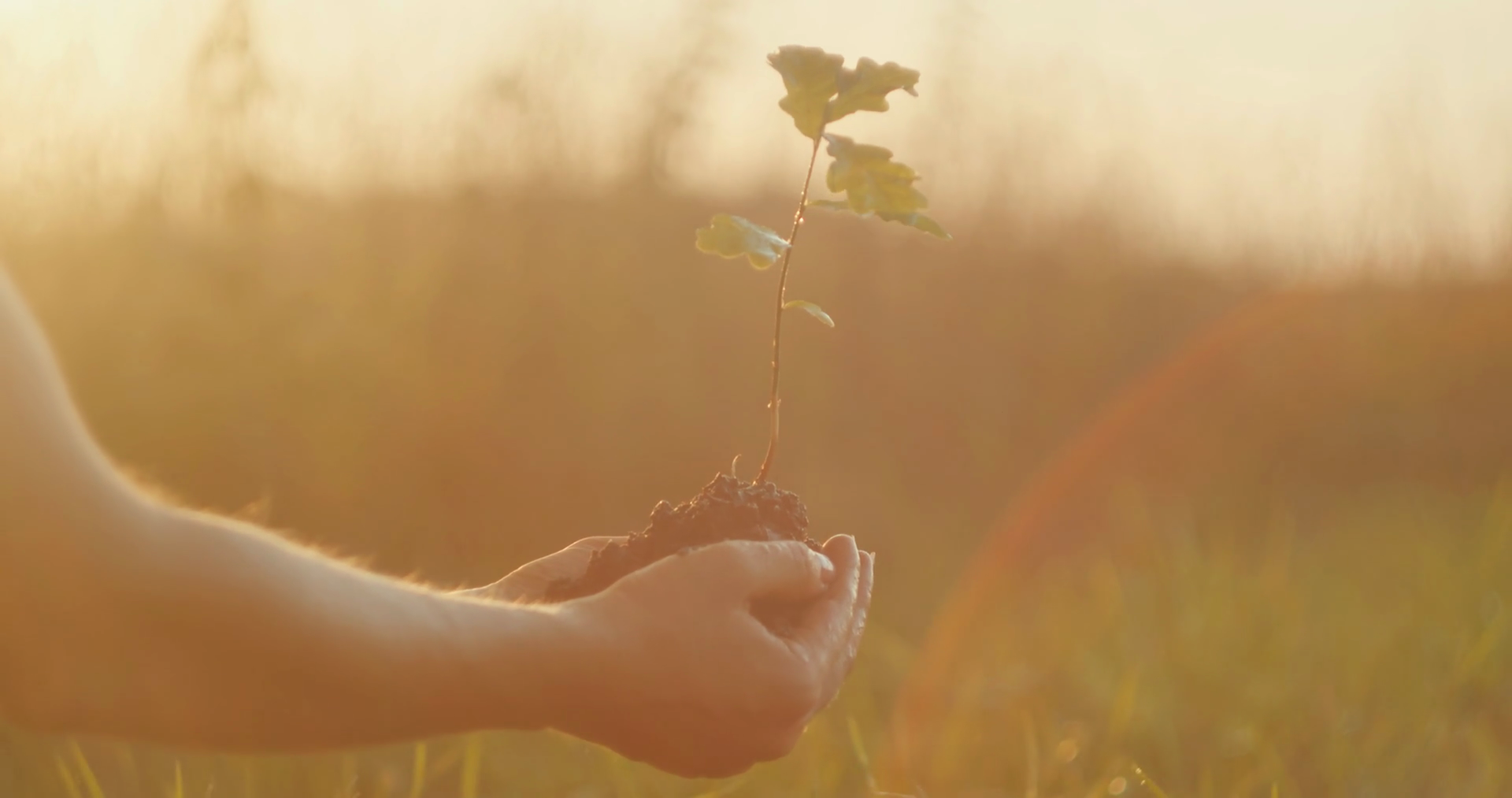Hands Carefully Cradle Tree Sapling In Soft Stock Footage SBV-352065886 ...