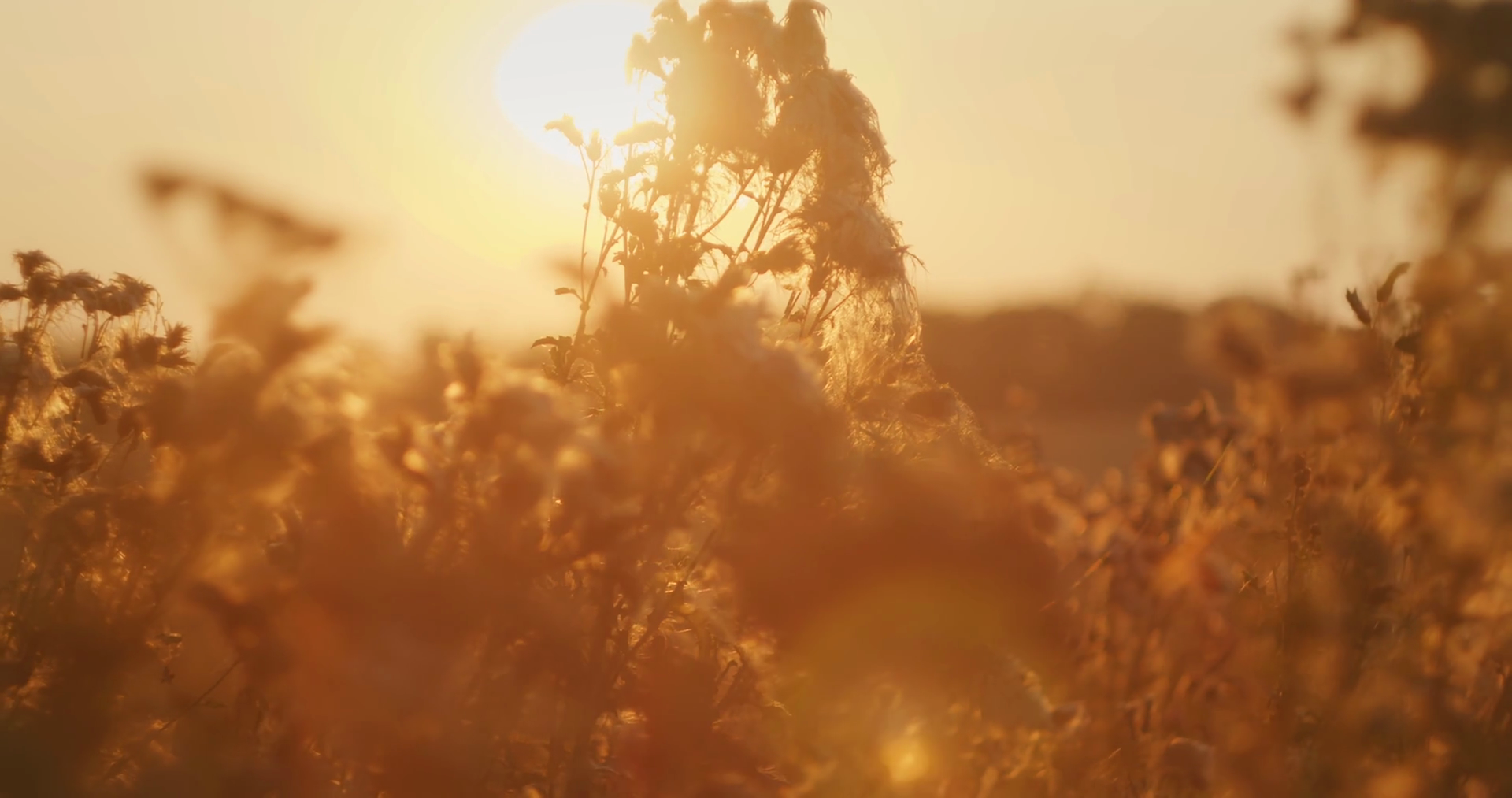 Dry Wildflowers Glow Under Golden Sunset Stock Footage SBV-352109572 ...