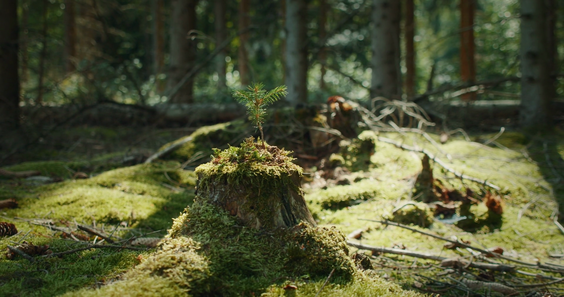 Small Spruce Sapling Growing Atop Mossy Tree Stock Footage SBV ...