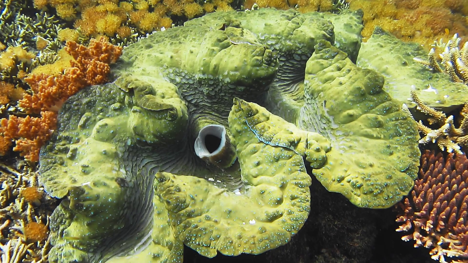 Huge colorful giant clam Tridacna gigas grows in the shallows water