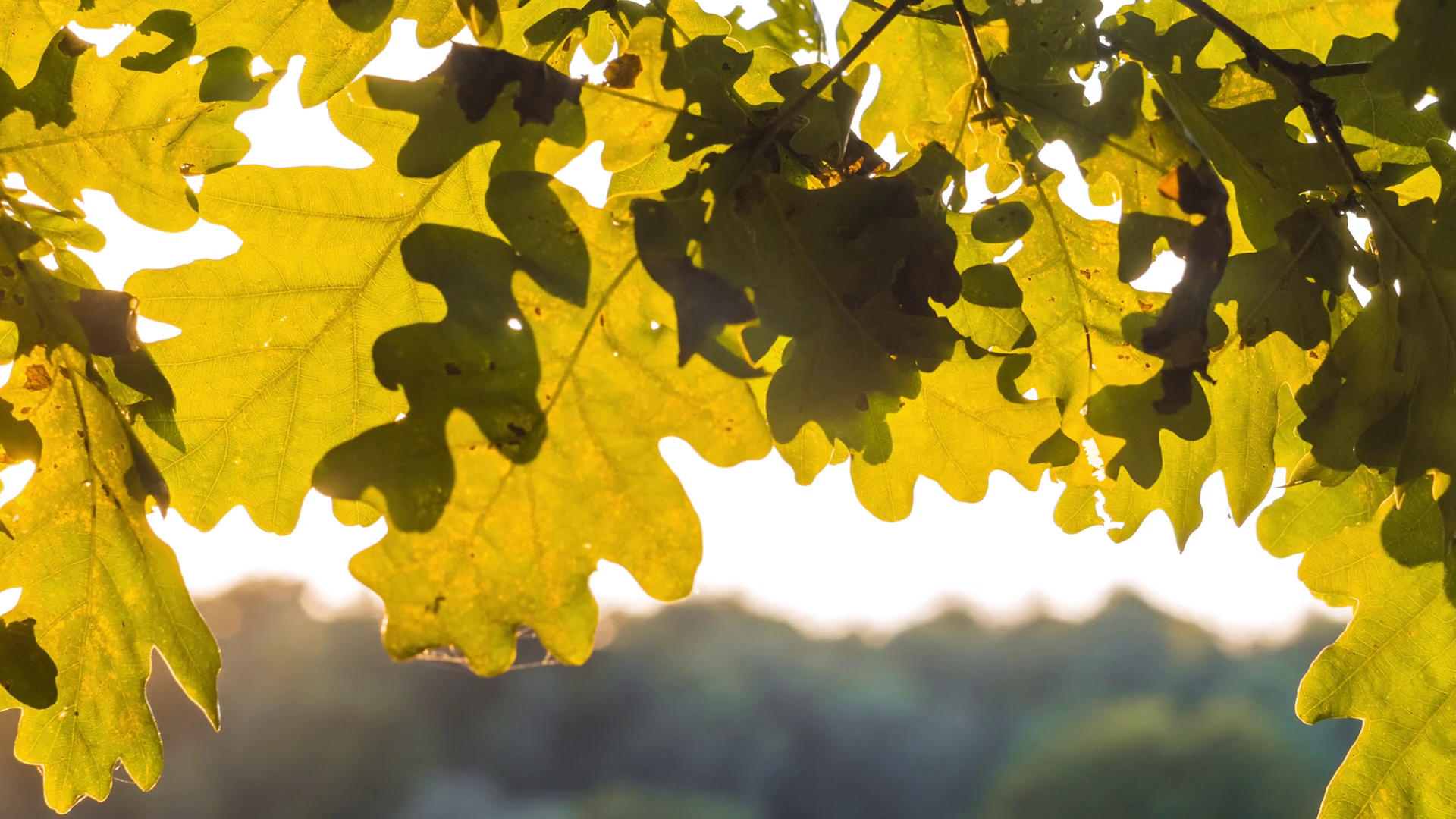 Oak tree leaves close up. Sun light rays shining through the foliage ...