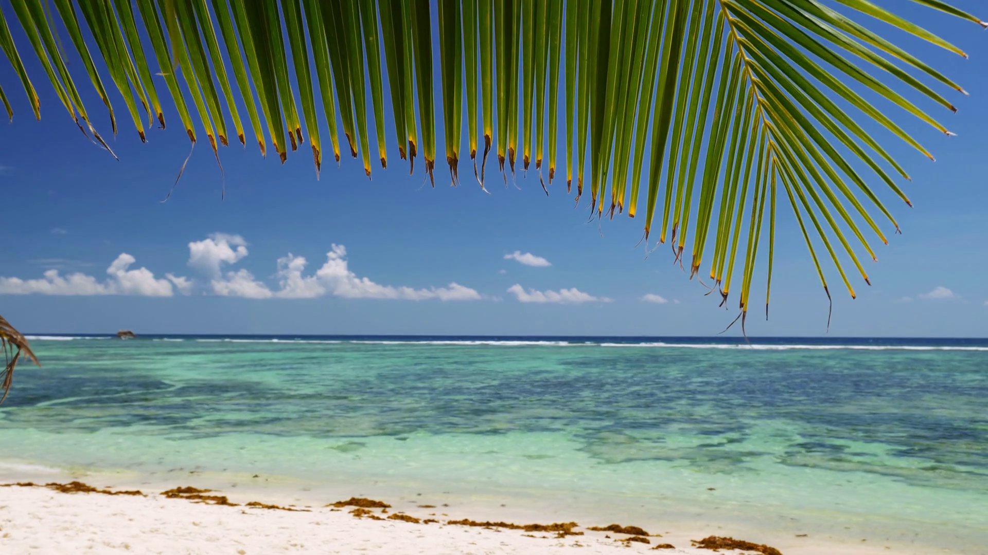 Palm tree leaf peaceful swaying in breeze against sandy beach