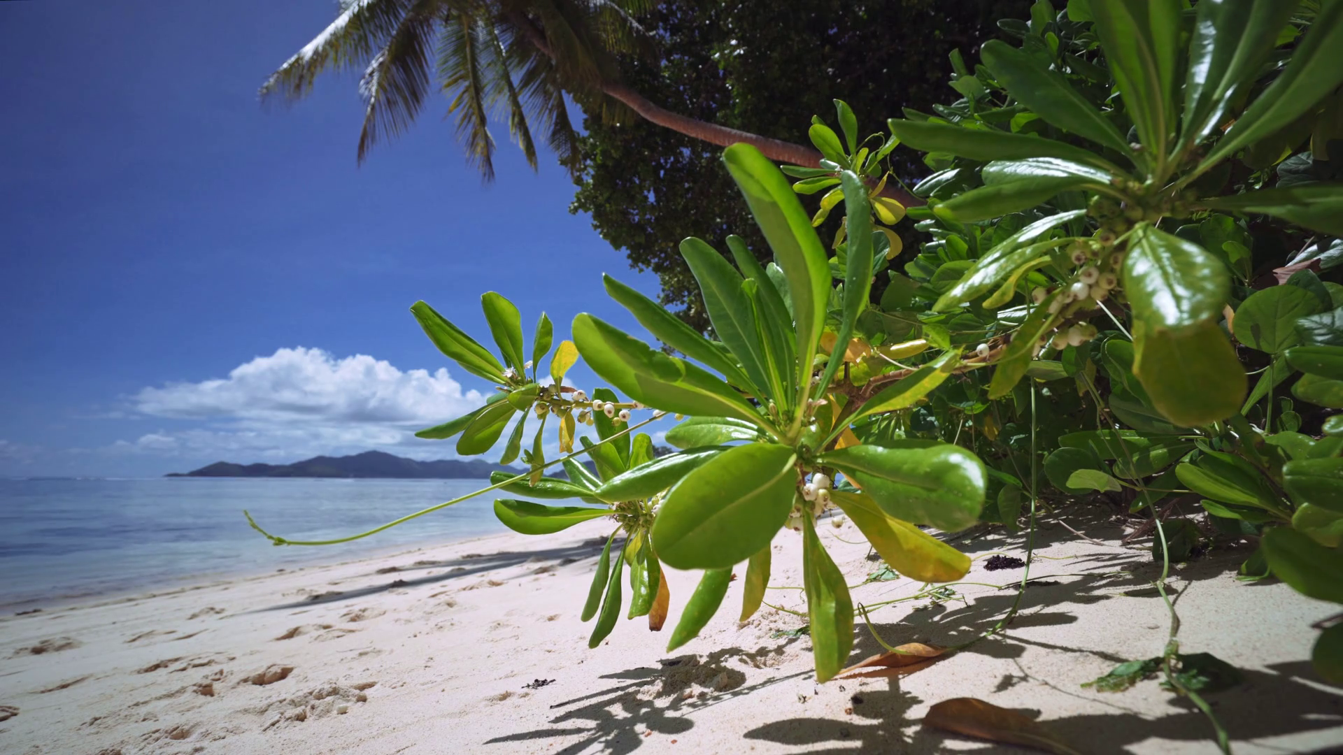 Tropical plants in breeze at famous Anse Source d�Argent