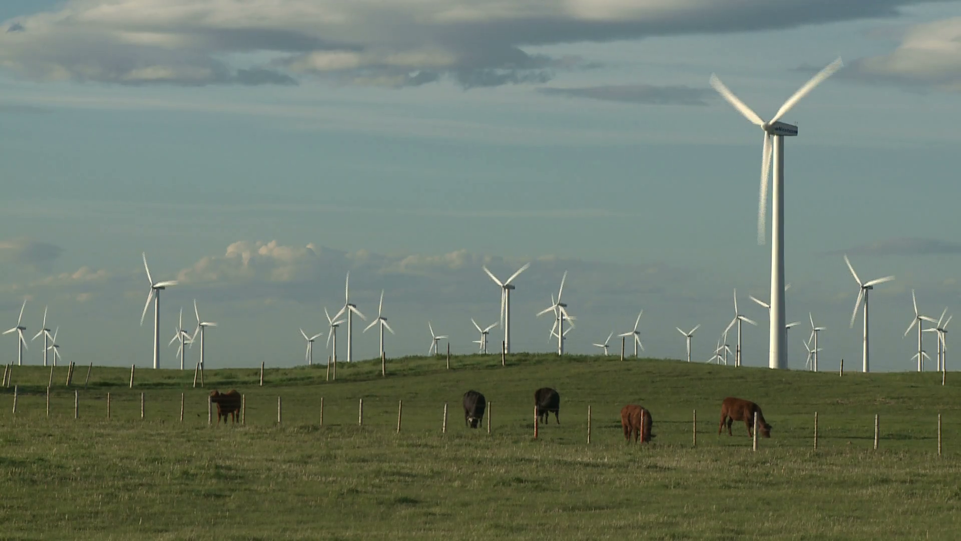 Wind farm turbines and cattle on ranch in Alberta, Canada Stock Video