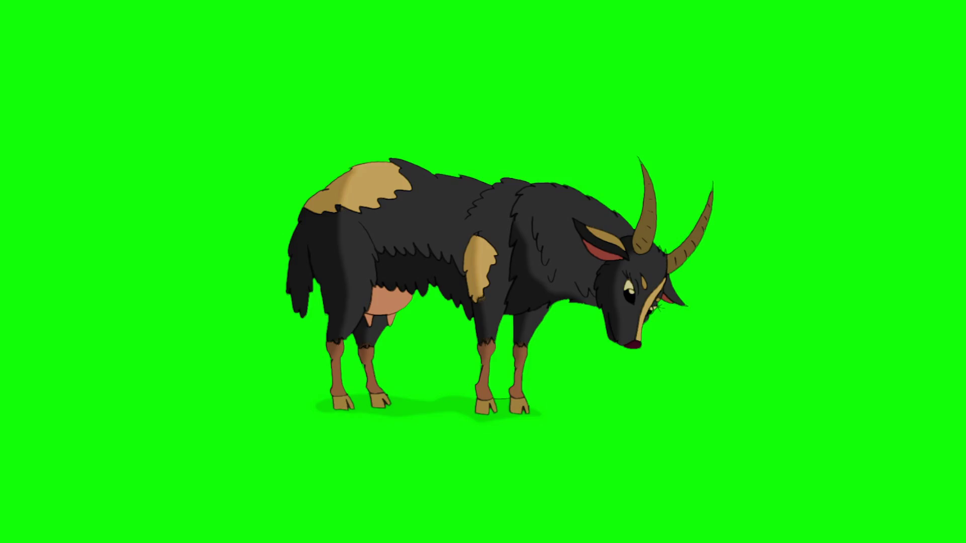 Black Domestic Goat Isolated On Green Screen Stock Motion Graphics SBV