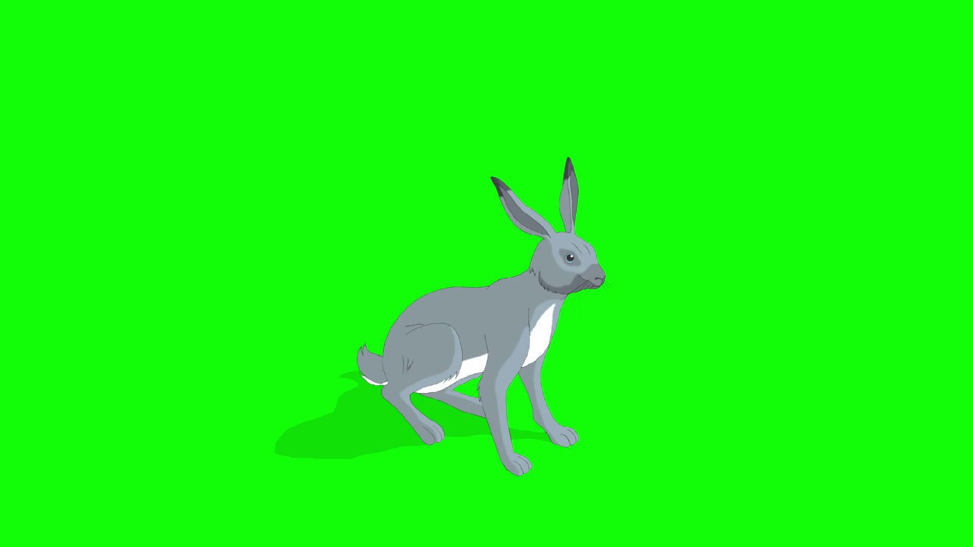 Gray Hare Sitting Isolated On Green Screen Stock Motion Graphics SBV309310657 Storyblocks