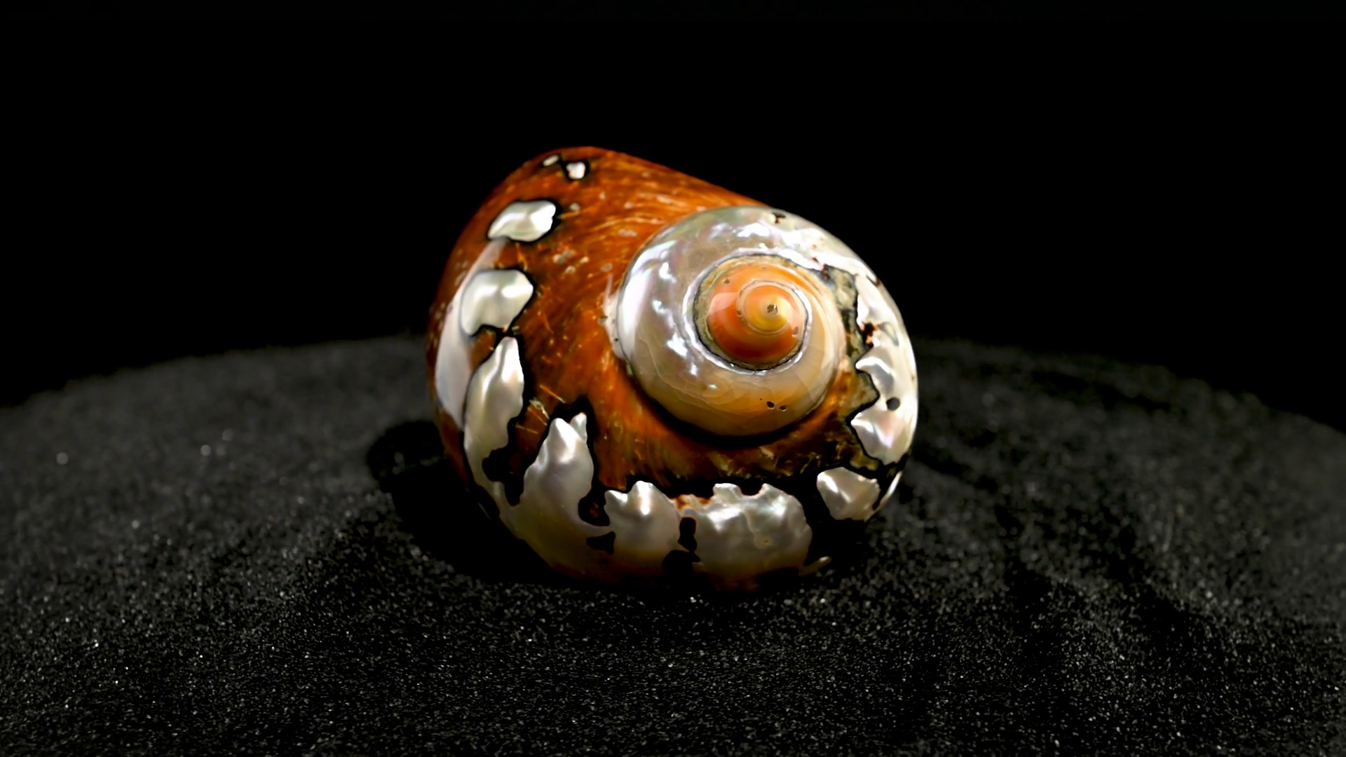 South African Turban Shell On Black Sand 4k Stock Footage SBV-348845861 ...