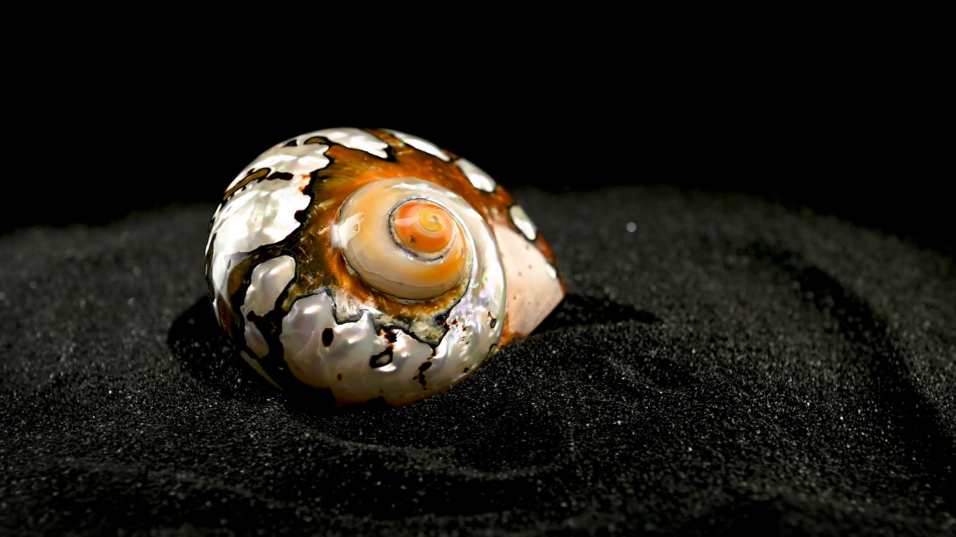 South African Turban Shell On Black Sand Hd Stock Footage SBV-348890050 ...