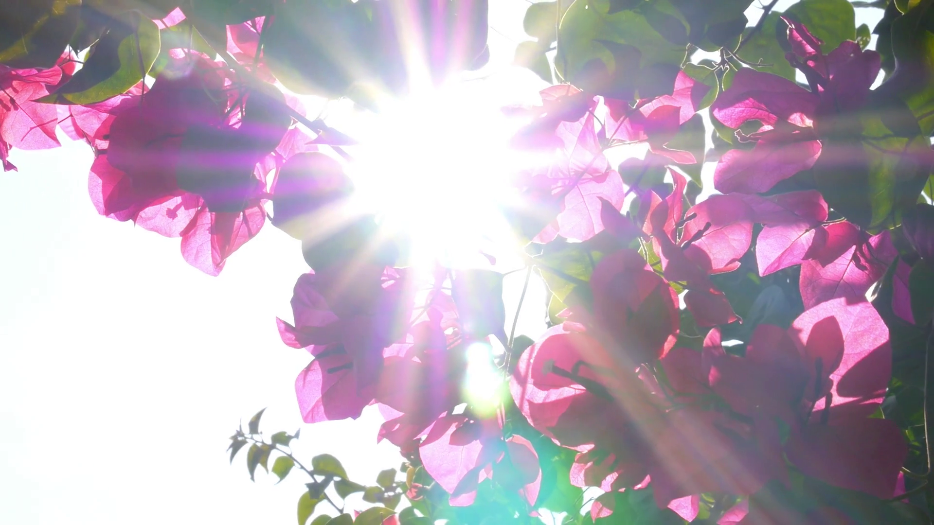 Pink Flowers In Garden Slow Motion Stock Footage SBV304451507